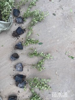 高度30厘米金边六月雪