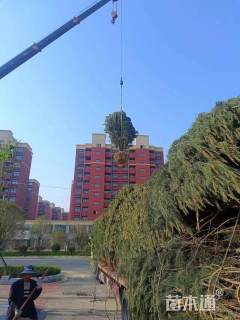 高度450厘米白皮松