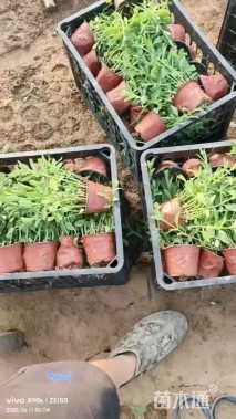 高度30厘米柳叶马鞭草