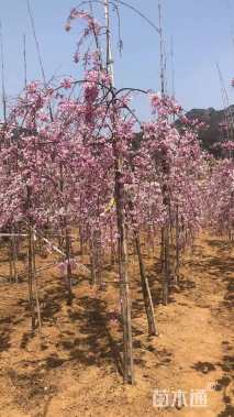 3公分垂枝樱花