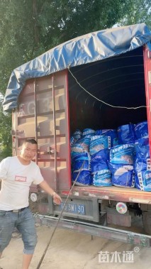 高度40厘米欧石竹