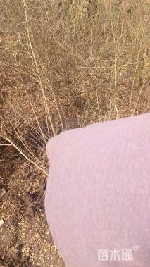 高度80厘米刺梅