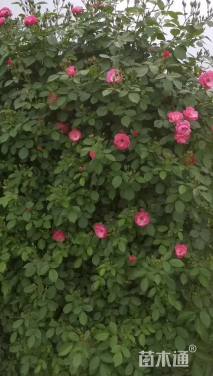 高度205厘米月季