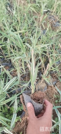 高度30厘米花叶芦竹