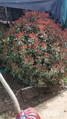 冠幅150厘米红叶石楠球