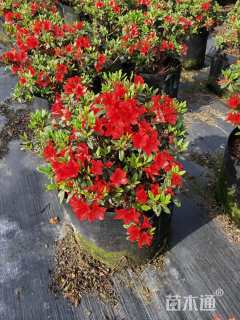 高度60厘米杜鹃