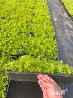 高度10厘米金叶佛甲草