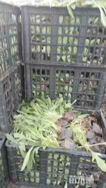 高度10厘米天人菊