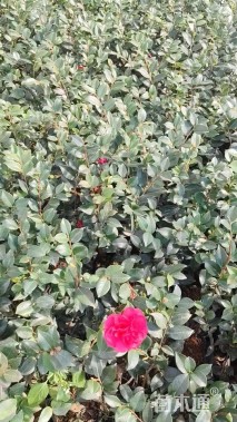 高度30厘米茶梅