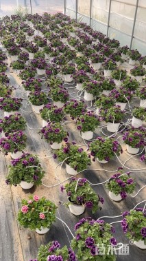 高度20厘米矮牵牛