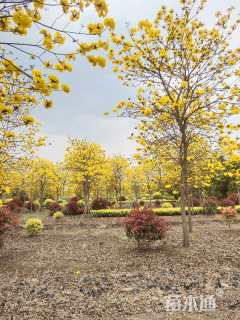 10公分黄花风铃木