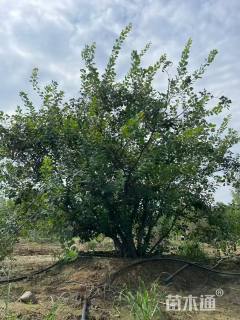 高度600厘米丛生黄栌