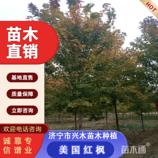 10公分美国红枫