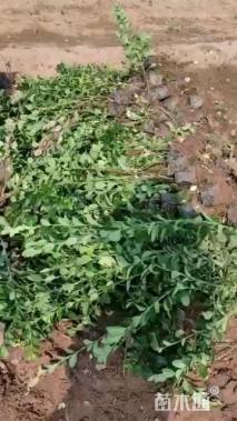 高度50厘米胶东卫矛
