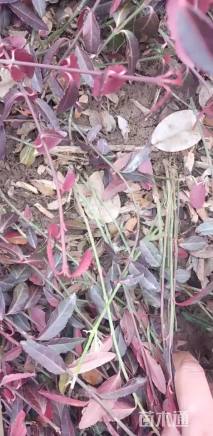 50厘米小叶扶芳藤