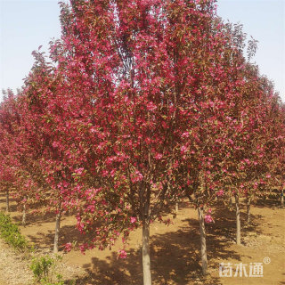 16公分红宝石海棠