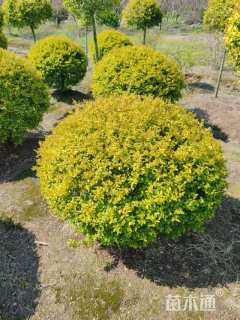 冠幅120厘米亮晶女贞球