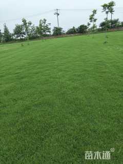 草卷状百慕大草