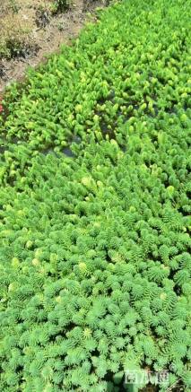 高度1厘米兔尾草