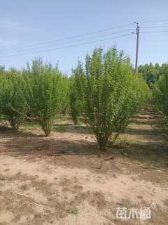 高度200厘米木槿