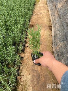 高度15厘米迷迭香