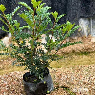 高度25厘米清香木小苗