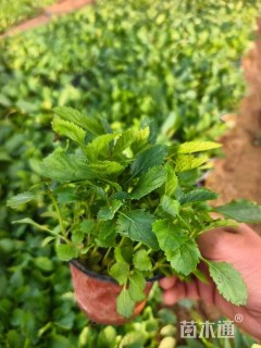 高度10厘米柳叶马鞭草