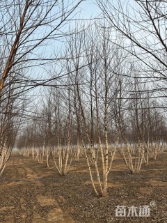 高度700厘米(5杆)丛生白蜡
