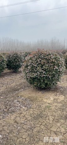 冠幅180厘米红叶石楠球