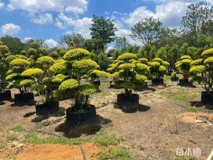 12公分造型亮晶女贞