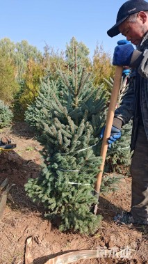 高度300厘米青海云杉