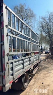 高度20厘米金叶佛甲草