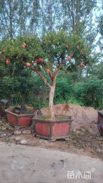 高度300厘米石榴