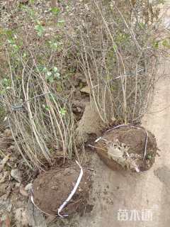 冠幅80厘米贴梗海棠球