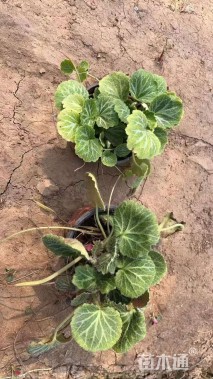 高度10厘米虎耳草