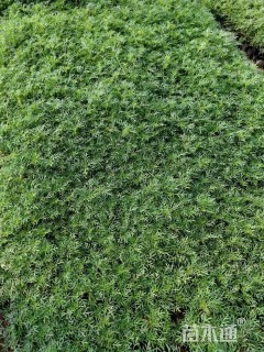 高度15厘米菊花