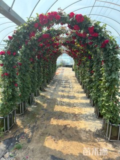 高度120厘米月季