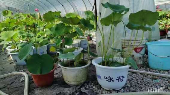 高度50厘米荷花