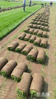 草毯状草皮