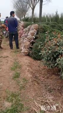 高度150厘米塔柏