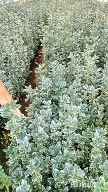 高度30厘米金边黄杨