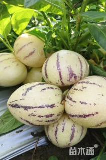 高度15厘米人参果