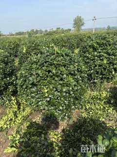 冠幅120厘米无刺枸骨球