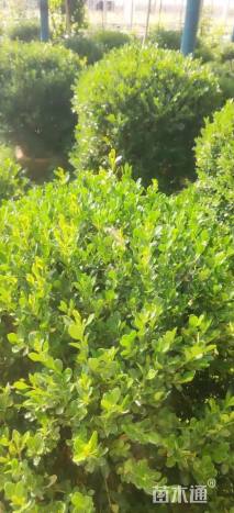 冠幅100厘米瓜子黄杨球