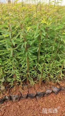 高度30厘米细叶合欢