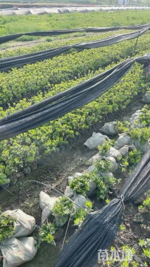 高度30厘米夏鹃小苗