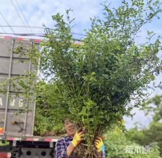 高度60厘米黄刺玫