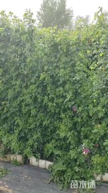 高度200厘米月季