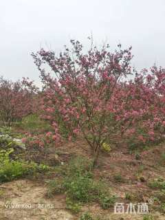 高度350厘米丛生紫薇