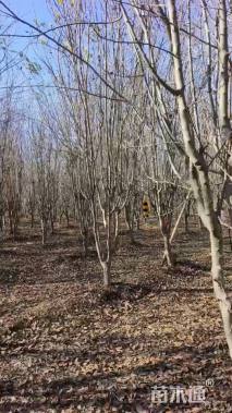 12公分西府海棠